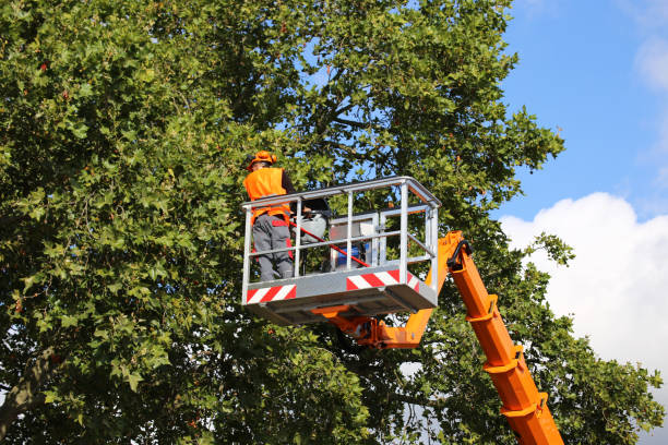 Best Stump Grinding Near Me  in Salina, OK